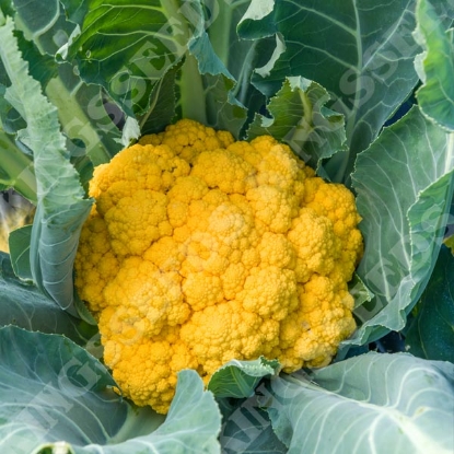 Picture of Cauliflower Clementine F1